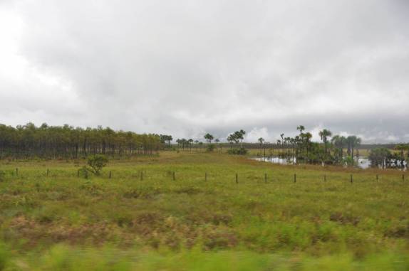 Paisagem na viagem entre Macapá e Oiapoque - AP
